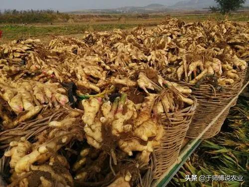 种姜一亩地成本和利润,种植一亩大姜一年能挣多少钱