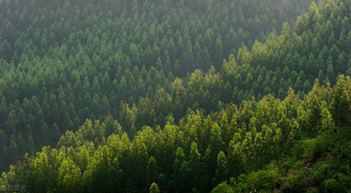 广西万亿林业产业三年行动方案,广西林业产业最新发展现状