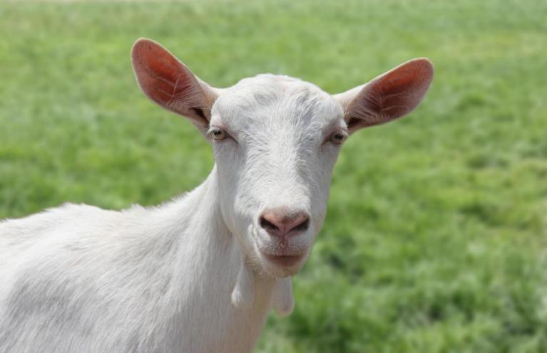 羊奶粉十大品牌排行榜倍恩喜,倍恩喜羊奶粉三段一勺奶粉多少水