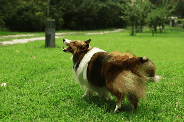 狗狗就是因为压力过大而出现问题,狗狗晚上像狼一样嚎叫是怎么回事