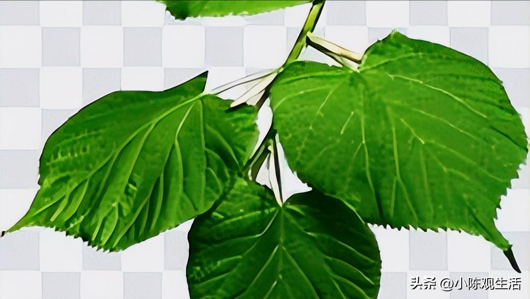 认识植物叶子的基础知识,植物叶子形态各异选择你最熟悉的