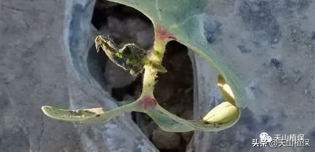 陈忠：棉花田常用几种除草剂的问题