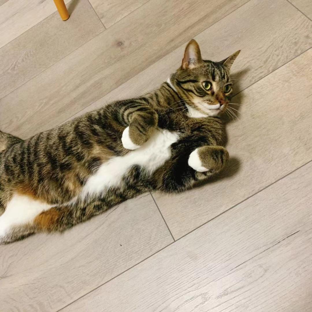 如何判断猫咪胖瘦,摸猫咪哪里判断胖瘦