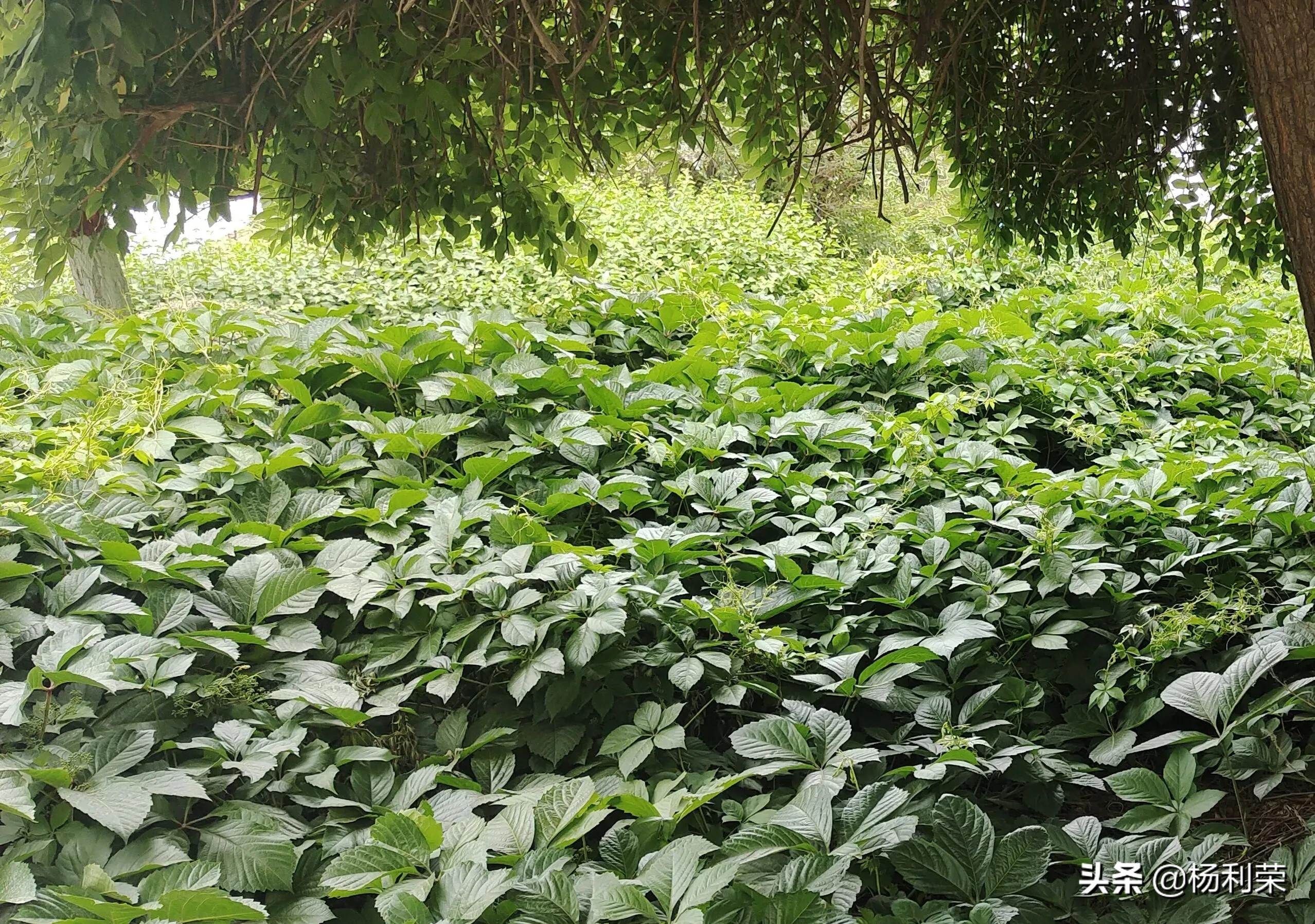 七律人生感悟二十八首,最经典的七律20首