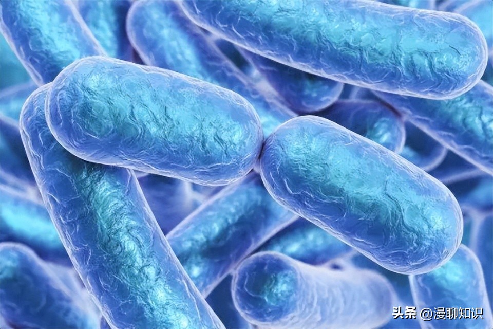 乳酸菌是一种还是一群细菌,乳酸菌是什么东西