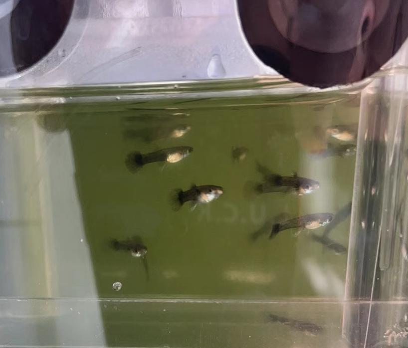 孔雀鱼的幼鱼饲养方法视频,如何饲养热带鱼孔雀鱼幼鱼