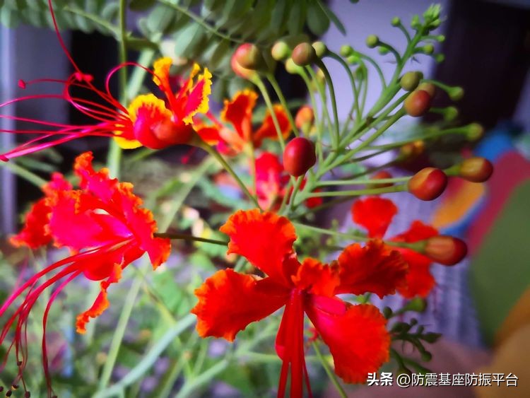 从发芽到开花的乐趣,从种子到果实成熟的感悟