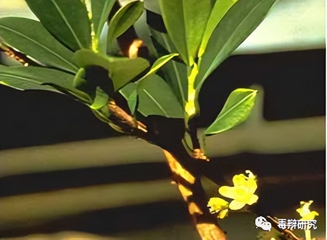 揭秘*品毒**真相（4）天然植物与瘾