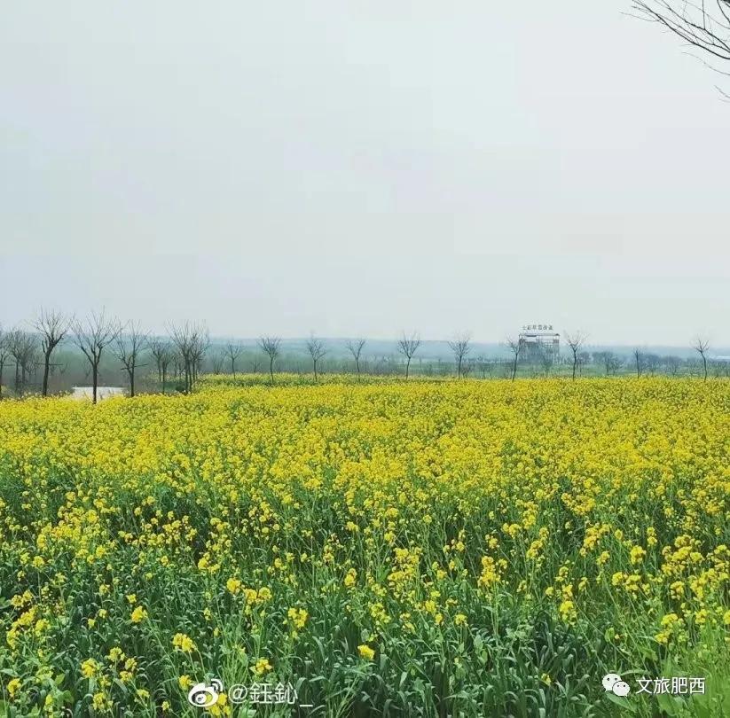 原来，在社交平台中，肥西的真实风景是这样的
