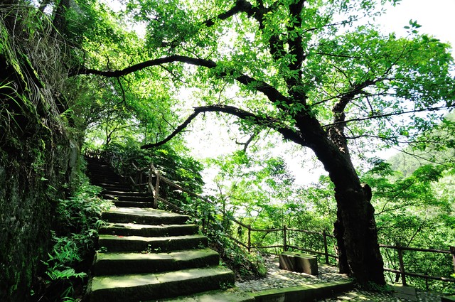 乌巢禅师和灵吉菩萨都是吴承恩的恩师，他们分别是葛木、王凤灵