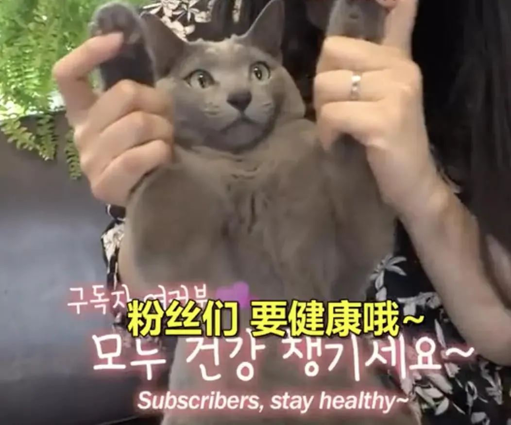 怎么给猫用中医把脉,中医给猫咪吃中药