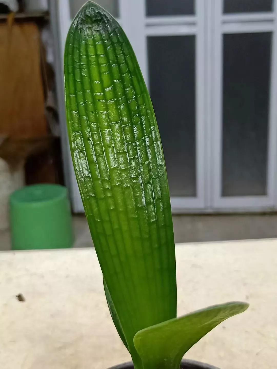 关于君子兰养护的小技巧和方法,养护君子兰牢记5个字