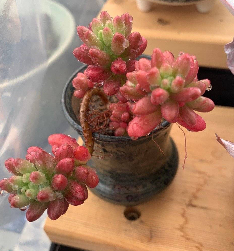 养多肉的100个方法,怎么养多肉才能养得最好