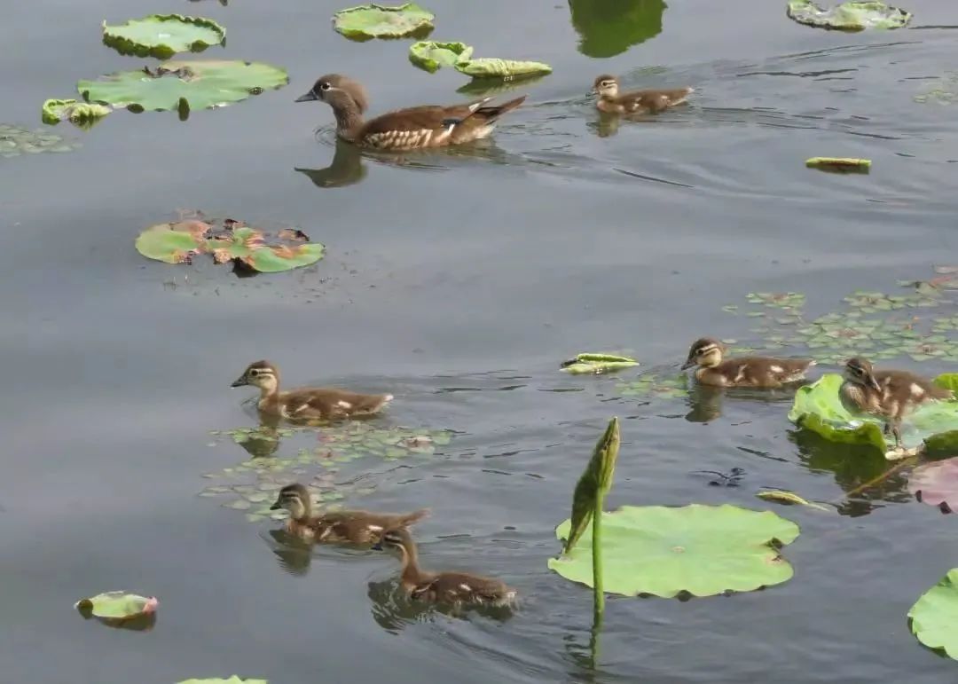 西湖“四大天王”三缺一，锦鲤也逃不出TA的嘴...