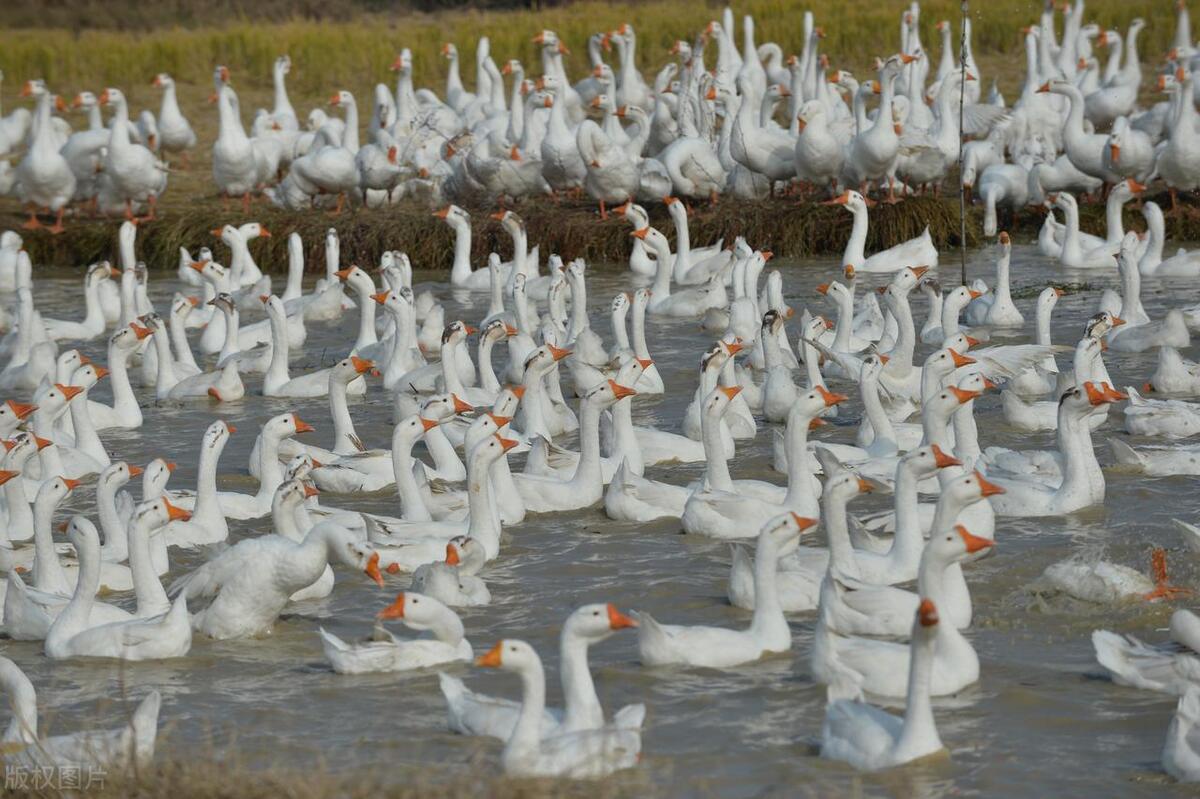 农村现在做什么行业赚钱,农村什么行业最赚钱投资小