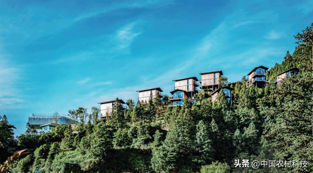 乡村振兴的公益创业,乡村振兴公益案例