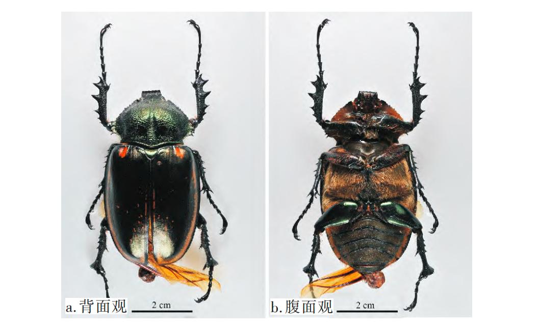 阳彩臂金龟为什么会灭绝,阳彩臂金龟真的灭绝了吗