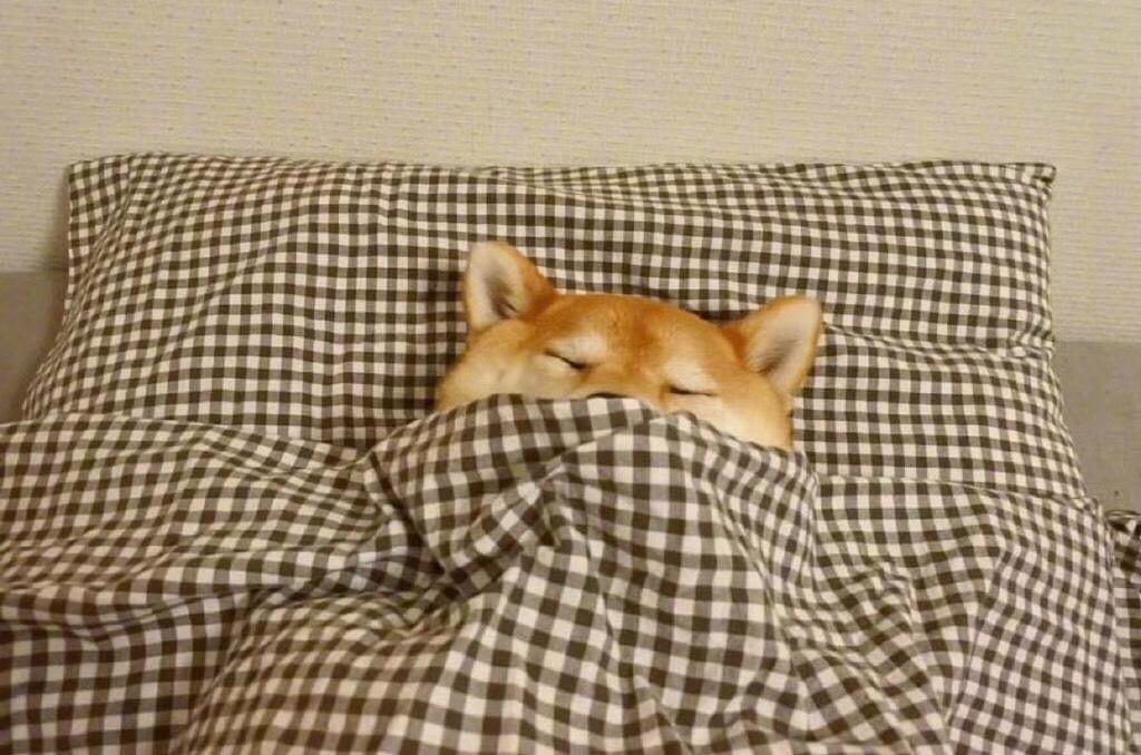 狗狗拉稀了怎么办最有效的办法,狗狗拉稀怎么办有什么应急办法