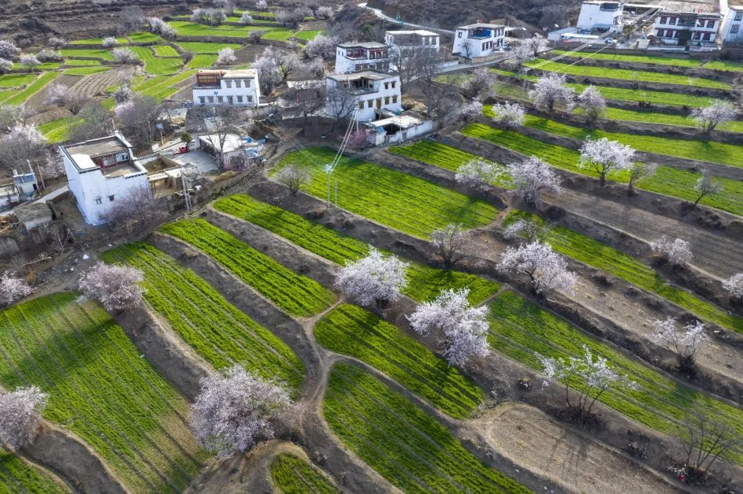 川酒之外的浓香白酒,川酒的地位及优势