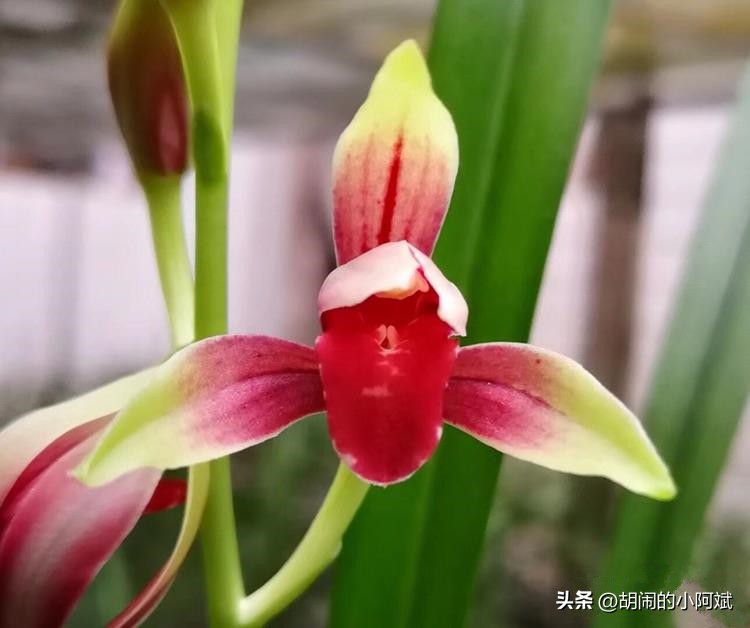 阳台有阳光适合养什么盆栽,阳台上有一盆吊兰