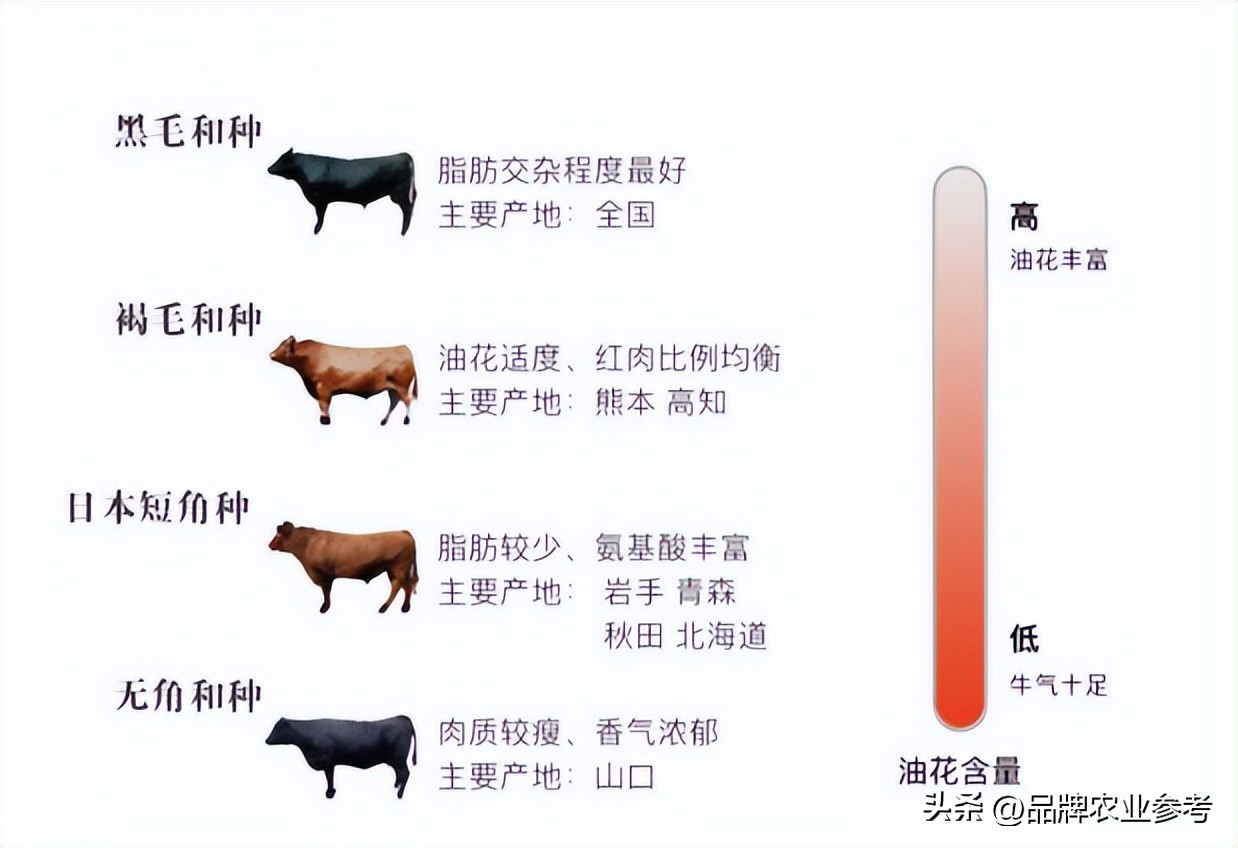 日本和牛和国内卖的和牛有啥区别,日本顶级和牛了解一下
