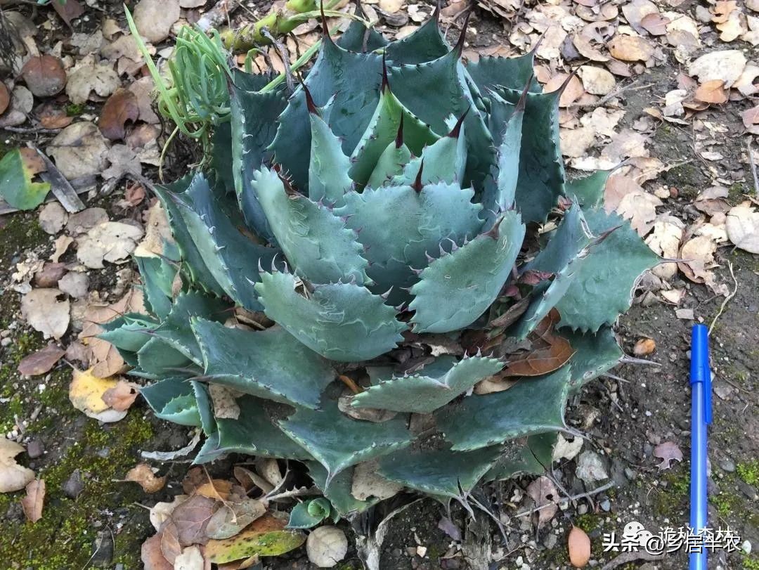 龙舌兰难养的品种,金边龙舌兰品种大全