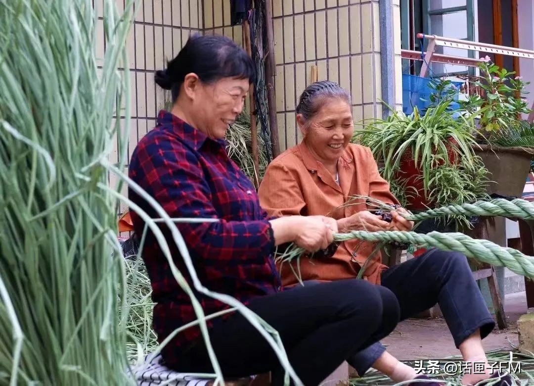 练塘茭白有哪些品种好吃,练塘新鲜茭白