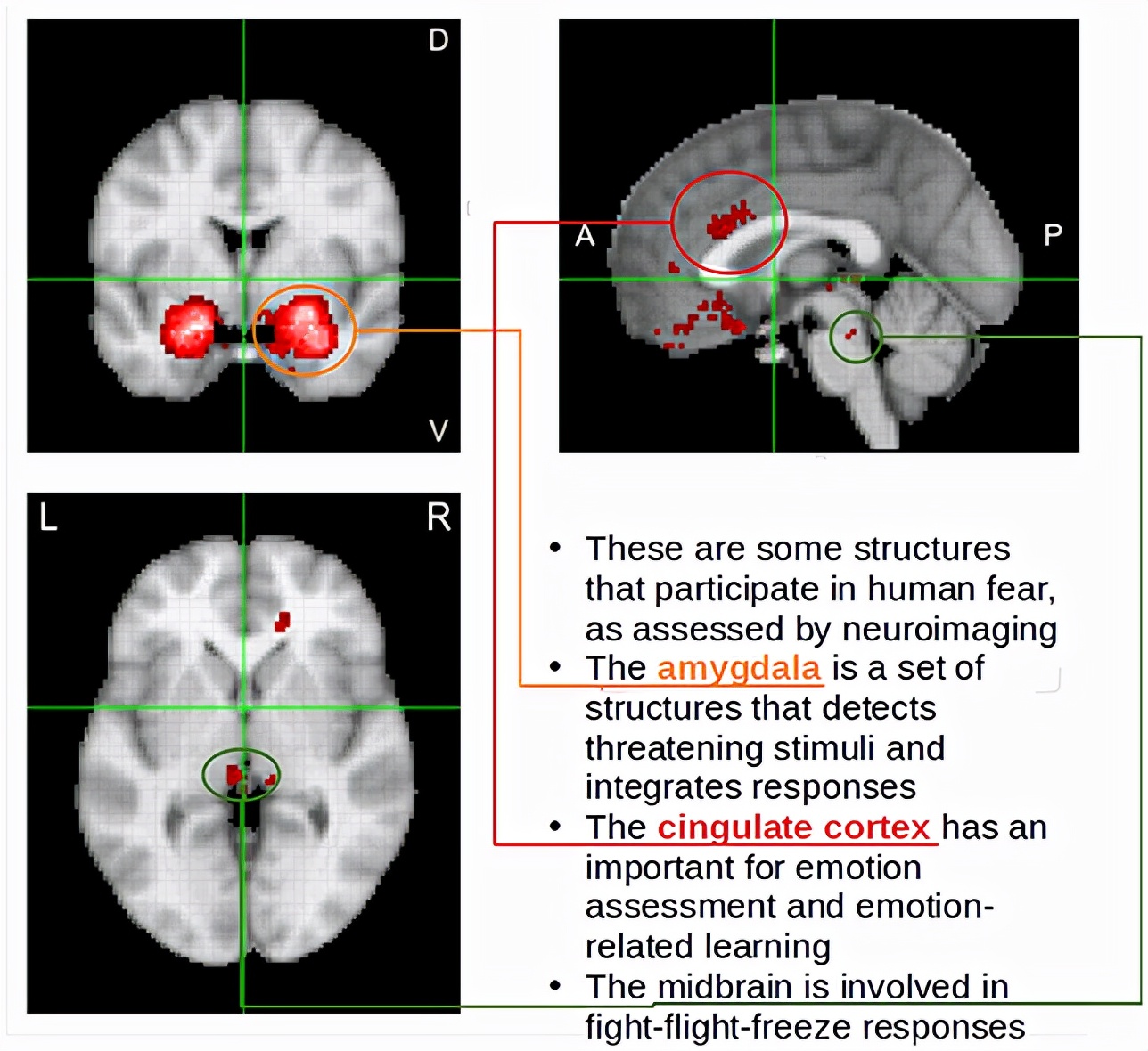 被捉奸在床的害怕、面对死亡的颤抖，人的恐惧究竟是从何而来？