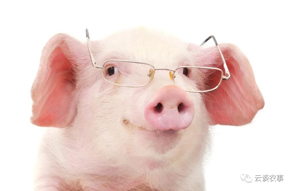 母猪的产后护理小说,母猪的产后护理书籍