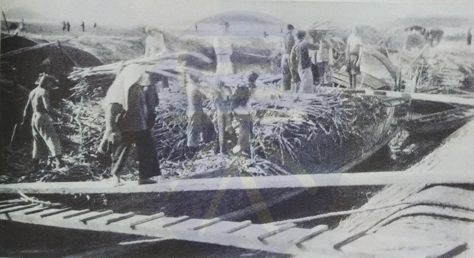 制糖业的历史,赣南制糖厂老照片