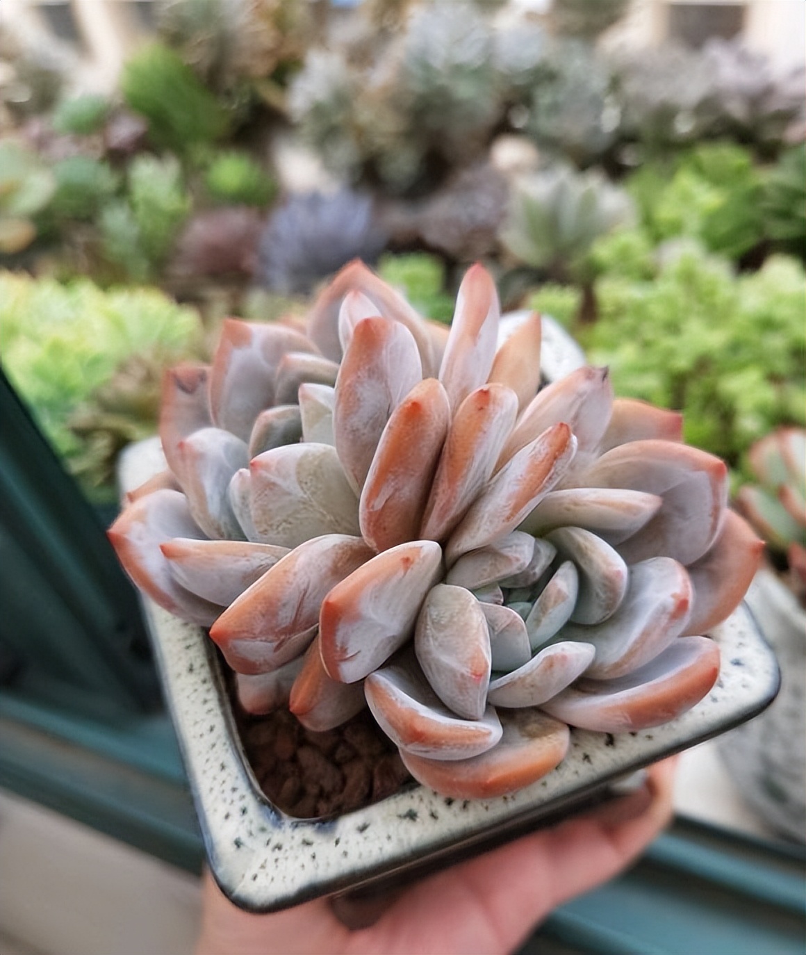 多肉如何浇水才能养好,秋天气温多少度多肉法师正常浇水