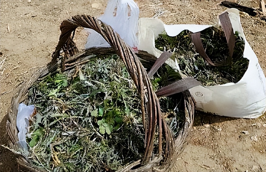 龚清孝：吃草上瘾得以赚钱娶媳妇，34年吃了40吨草：我就喜欢吃草