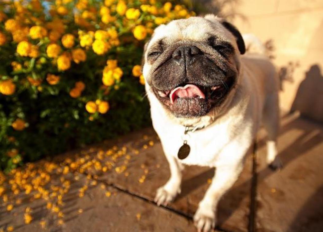 给巴哥犬洗澡能用人的沐浴露吗,巴哥犬除臭沐浴露推荐