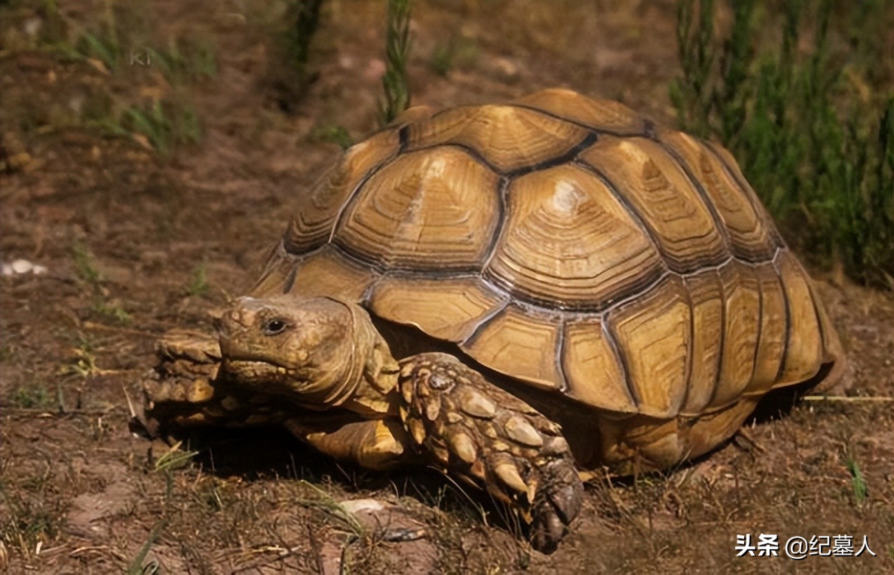 北京一男子捡到一个乌龟养了七年,12年男子捡到乌龟养了7年发现异常