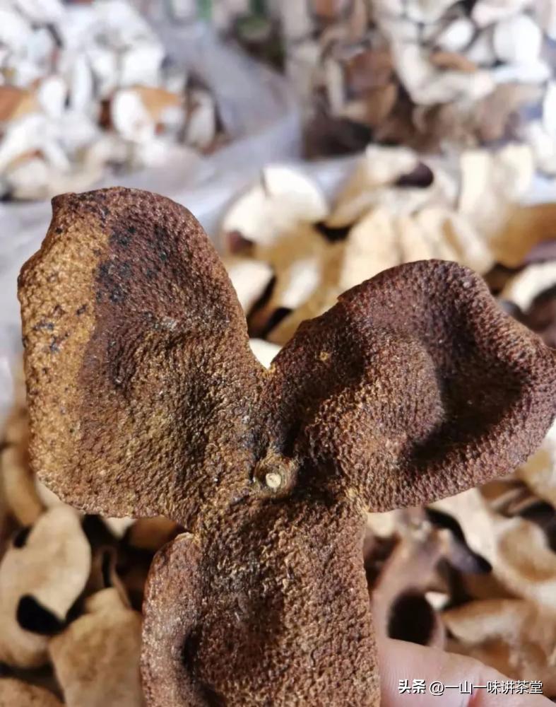 新会陈皮的产地有何特点,新会陈皮产区实地视频