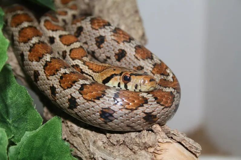 「原来欧洲有这么多种蛇？！」偷师卡塞尔的豢龙大师·下