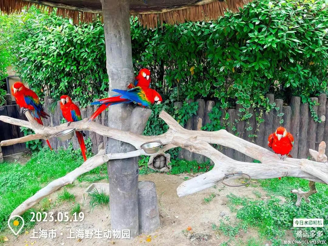 上海野生动物园和上海动物园,上海野生动物园过年营业时间