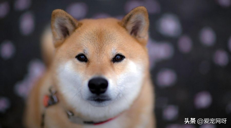 柴犬是一种什么样的狗,每天了解一种动物