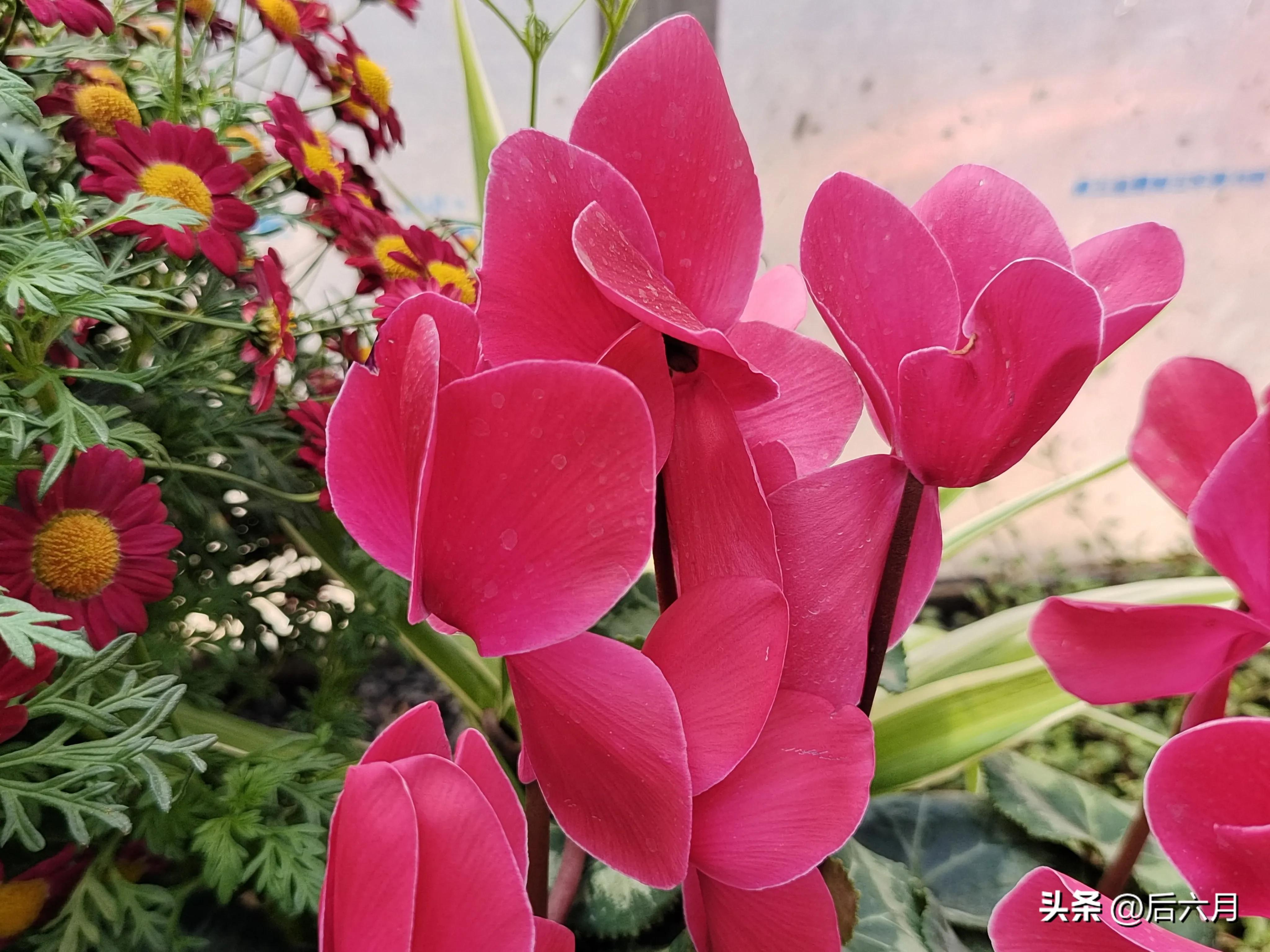 途游西海岸l无比方花园，杨家山里新添网红打卡地