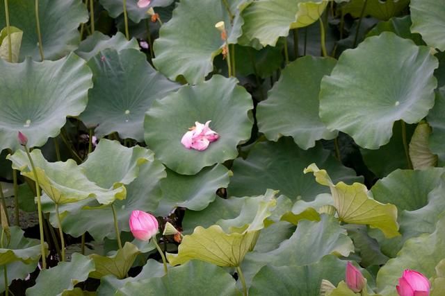 你见过这么美的西湖日落吗,看到了绝美的西湖日落