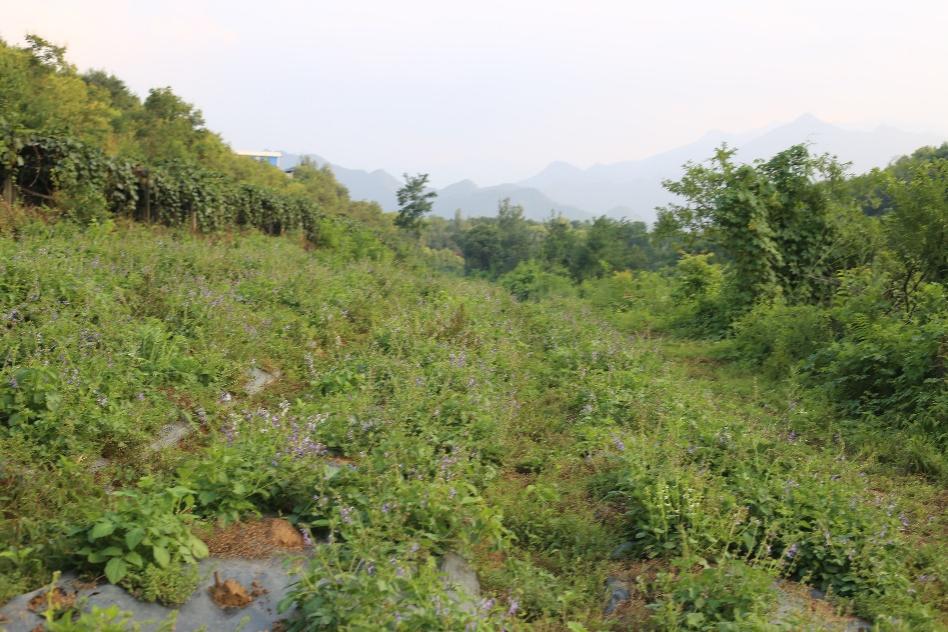 中药材提质增效实施方案,周至县县域经济发展创新