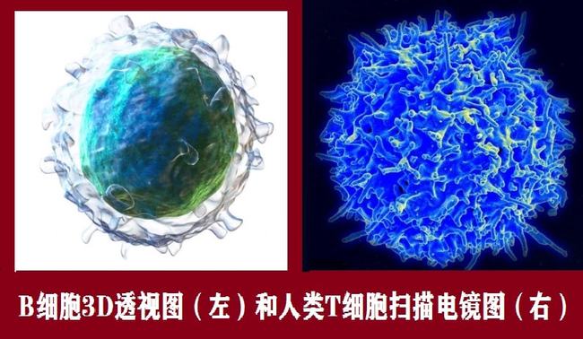 肿瘤与免疫的故事,肿瘤免疫治疗十大案例