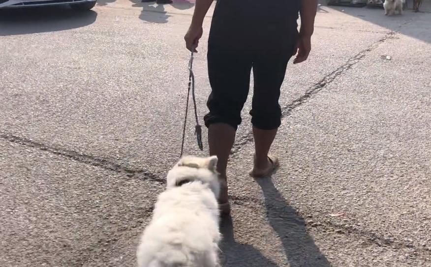 800块萨摩耶幼犬,800元萨摩耶