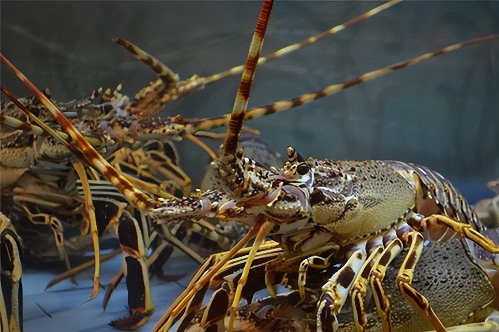 海洋动物体内的原肌球蛋白含量，是否会引起人体食物过敏？
