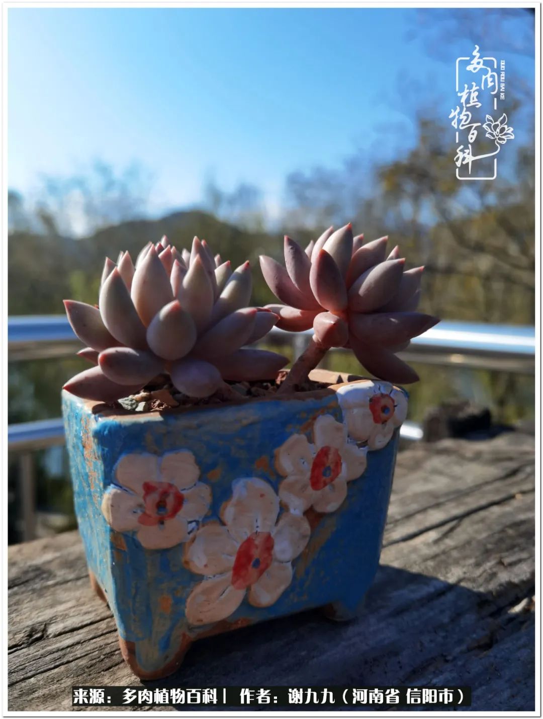 与多肉植物在一起的感怀,与多肉同行