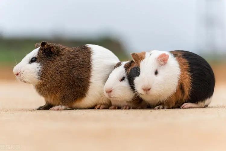 公母豚鼠体型对比,豚鼠雌雄区别