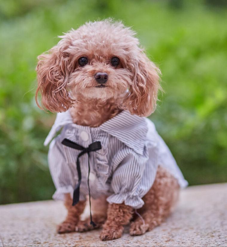 铲屎官有多宠宠物,铲屎官宠爱狗狗