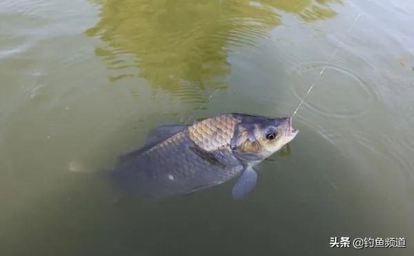 1.0配0.8选择多大吃铅量的浮漂,浮漂改短会不会改变原有的吃铅量