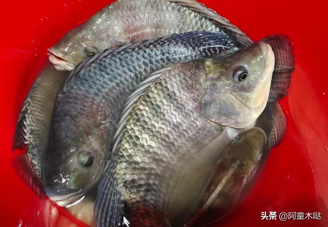 容桂农庄哪家好,容桂农庄便宜又好吃的地方推荐