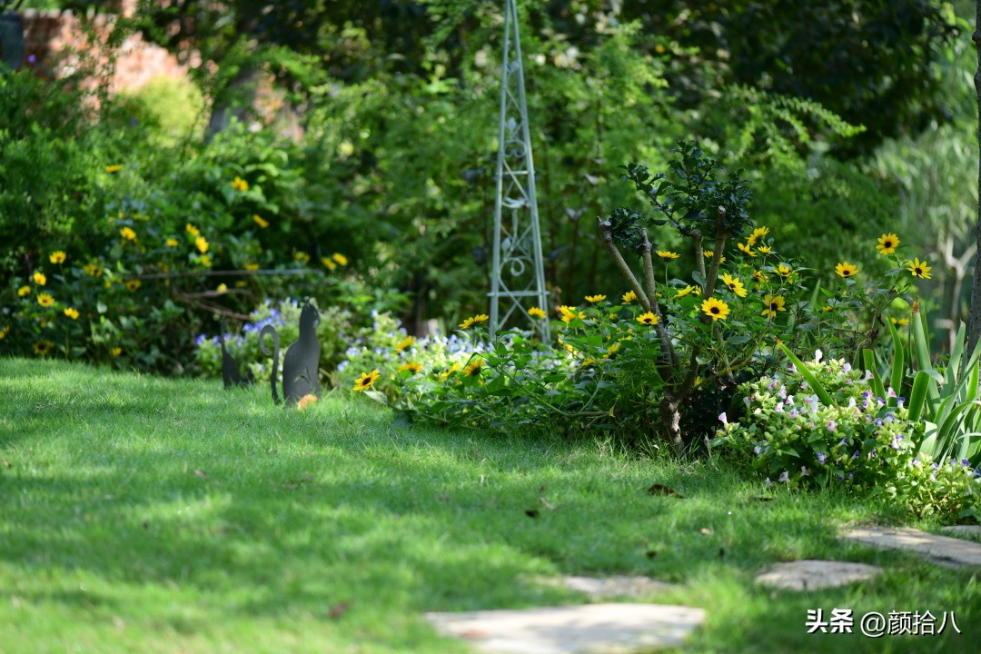 光辉岁月向日葵单朵花能开多少天,光辉岁月向日葵开花效果
